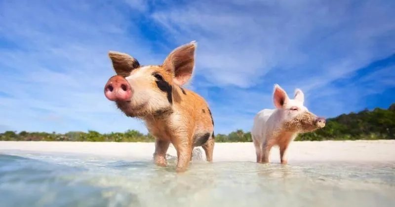 Koh Mad Sum (Piggy Island), Koh Samui